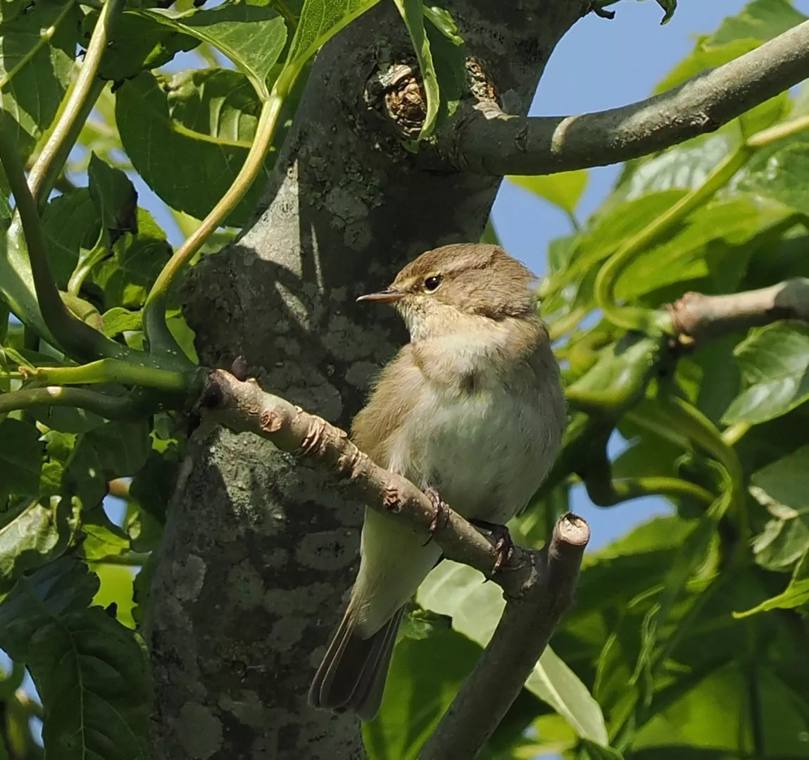 Vogelbeobachtung im Garten – Zilpzalp auf Ast, ideal für Vogelkundler und Hobbyfotografen