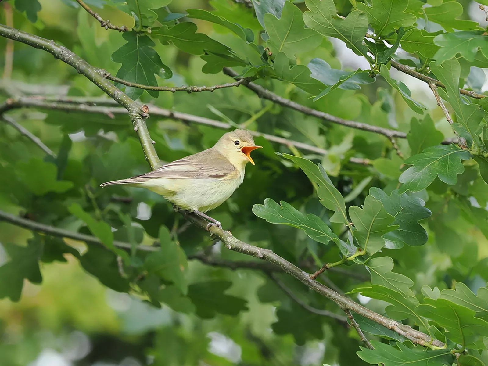 Ferienhaus Deichsonne – Gelbspötter zwitschernd auf Ast, Natur- und Tierbeobachtung