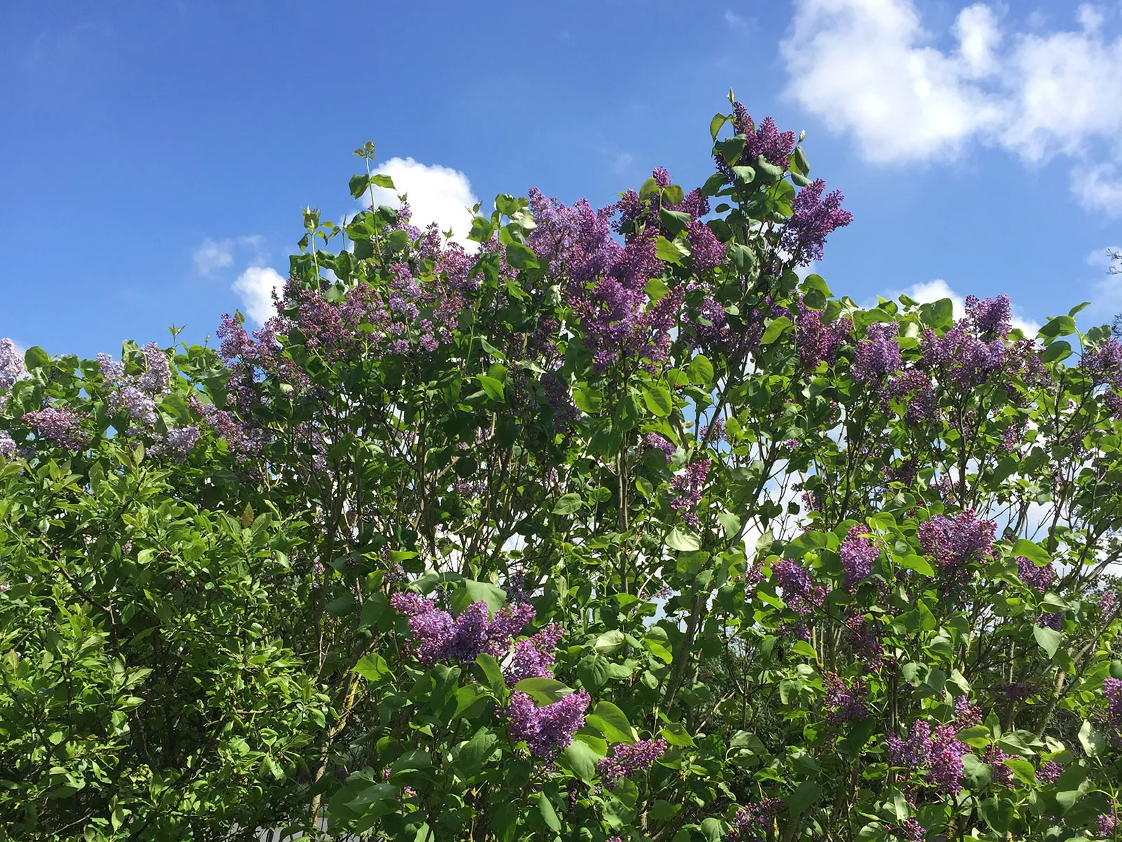 Ferienhaus Deichsonne – Garten mit blühendem Flieder, umgeben von Natur