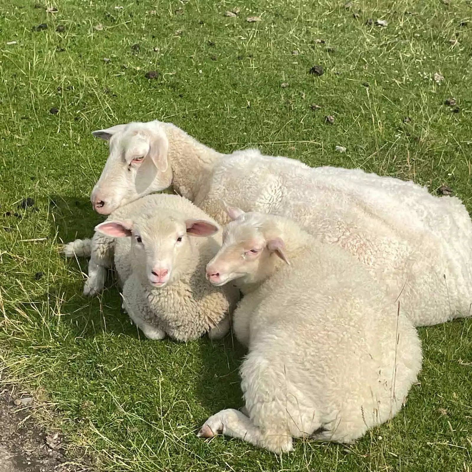 Familienurlaub an der Nordsee: wie die Deichbewohner es hier genießen