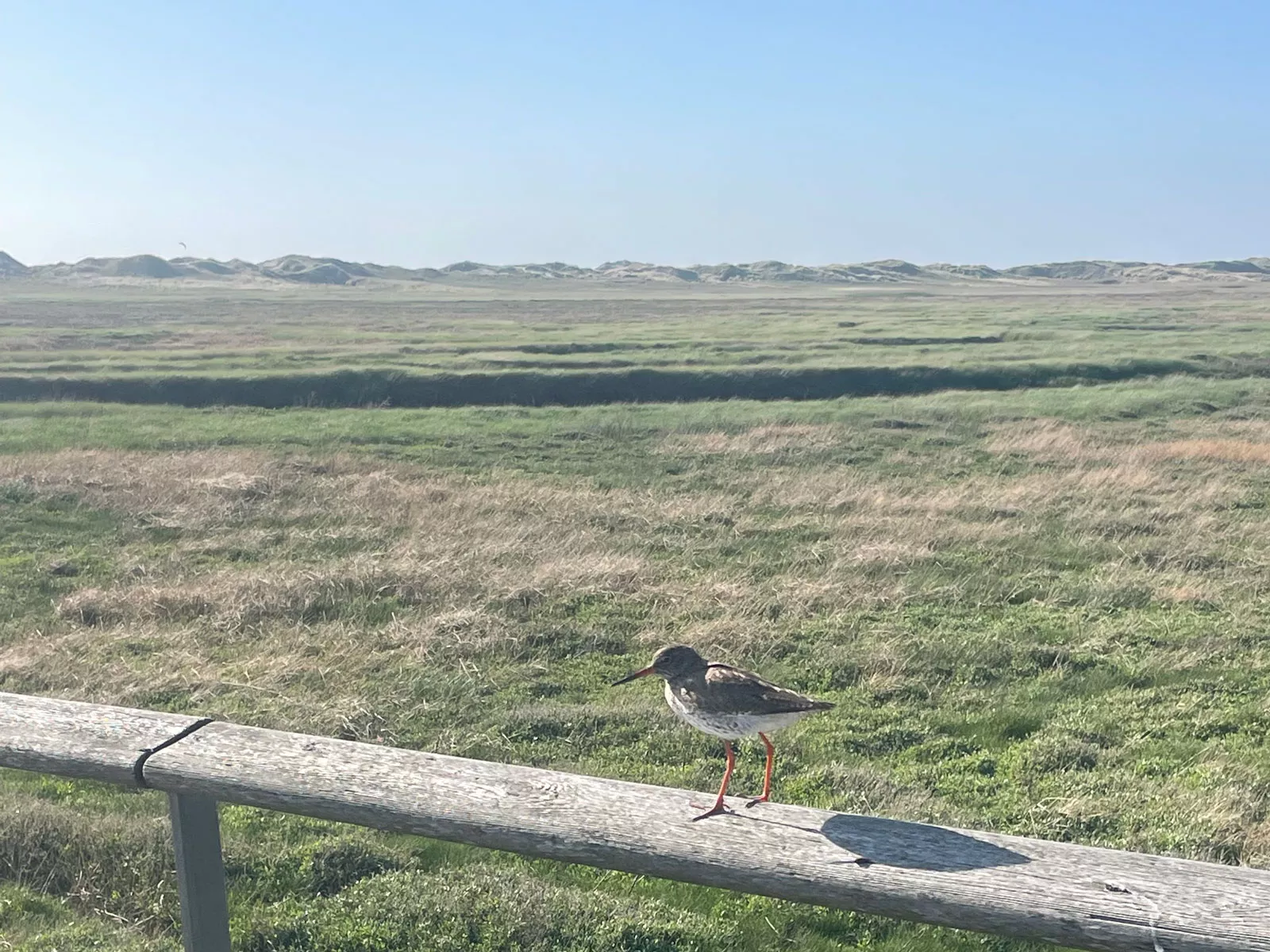 Eiderstedt – Rotschenkel auf Salzwiesen, Vogelbeobachtung und Naturerlebnis Nordsee