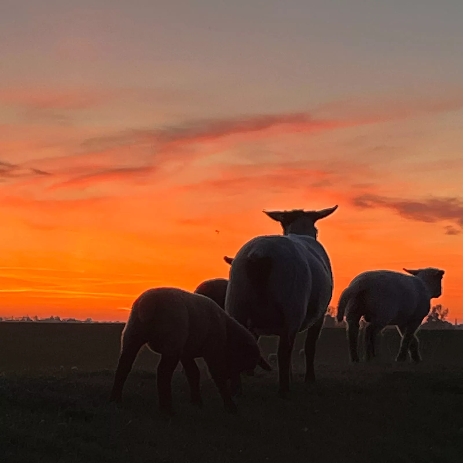Halbinsel Eiderstedt: ein Nordseeurlaub in der Natur