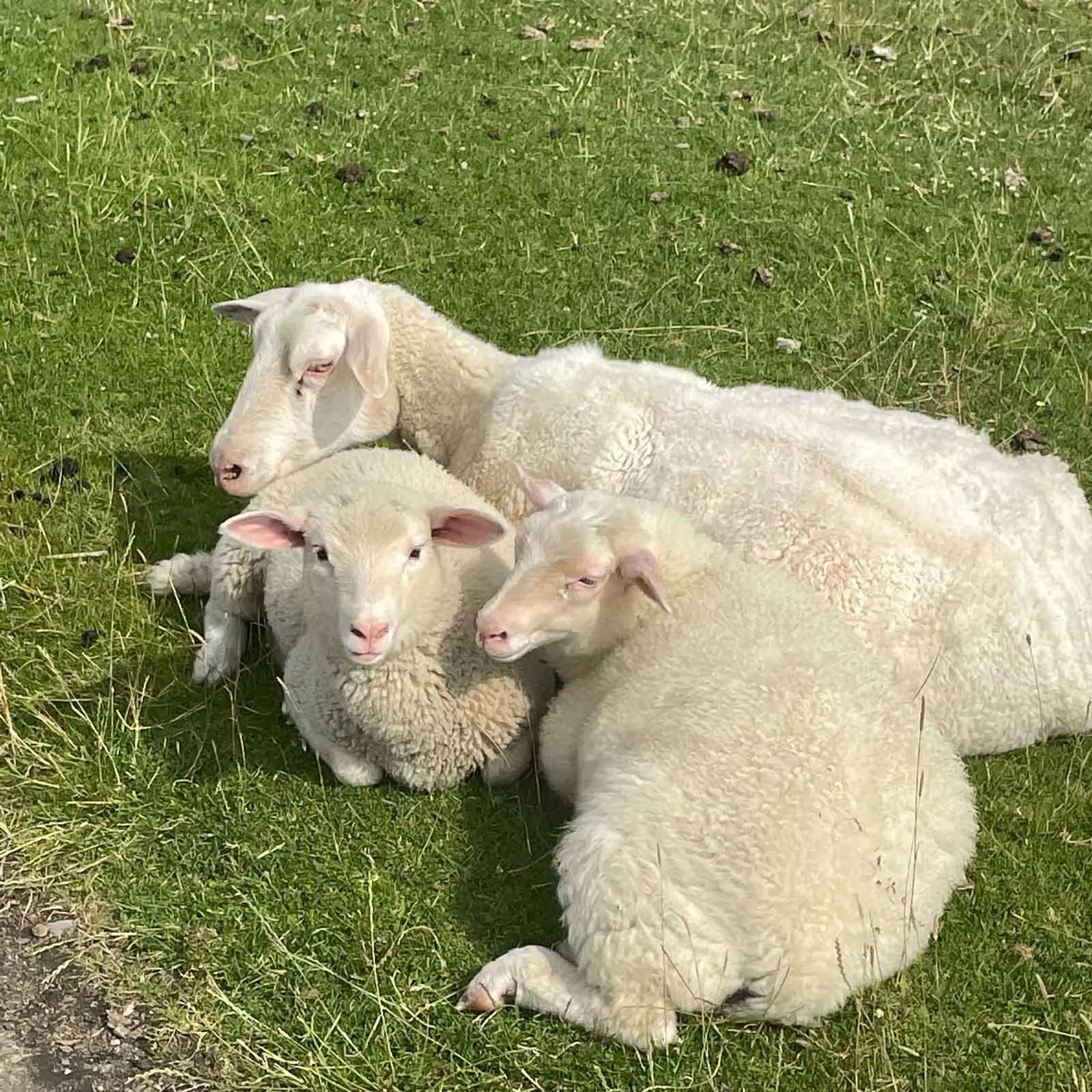 Familienurlaub an der Nordsee auf der Halbinsel Eiderstedt