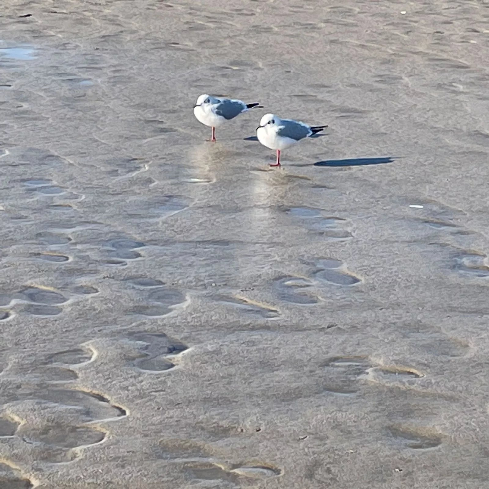 Urlaub zu zweit: ein Pärchen-Urlaub an der Nordsee